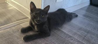 Котенок в ответственные руки