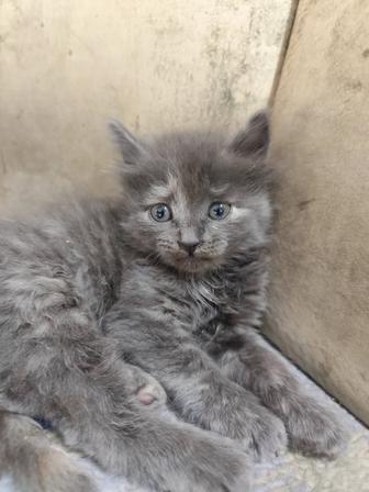Котенок даром