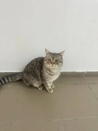 Кот ищет семью