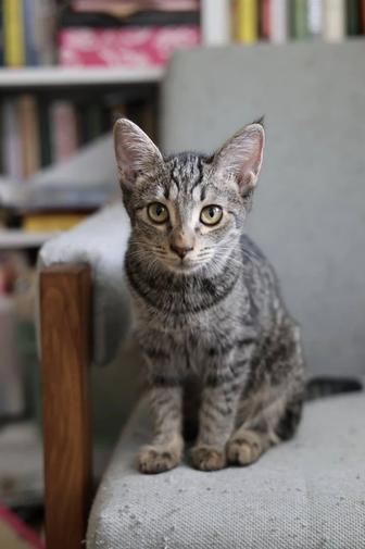 4,5 месяца, котята с одного выводка. Мальчики и девочки