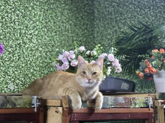 Рыжий котенок в хорошие руки!