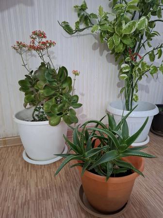 Продаю цветы в горшке толстолиственник и алоэ