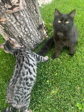 Котенка в добрые руки отдам