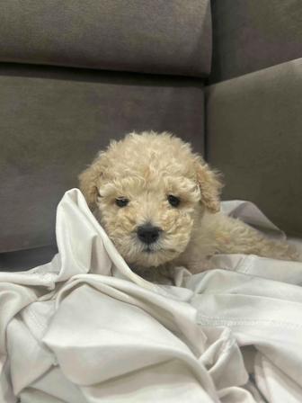 Мальтипу Ф1