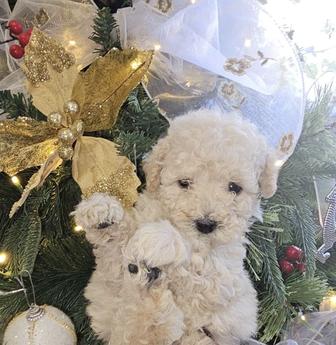 Мальтипу Ф1