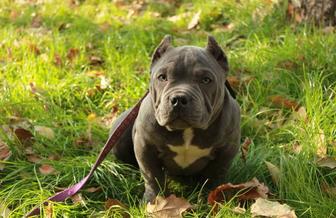 Мальчики Американский булля