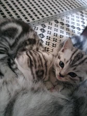 Котята Скоттиш страйт