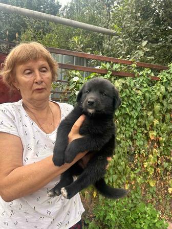 Отдам в добрые руки щенки овчарка с лабрадором