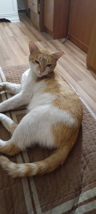 Отдам котика в добрые руки