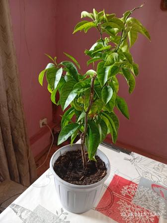 Продам комнатные цветы