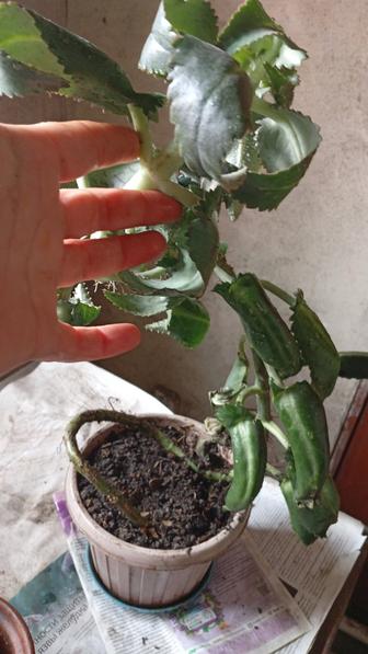 Продам комнатные цветы