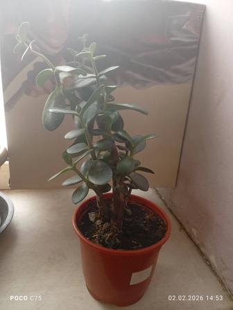 Продам комнатные цветы