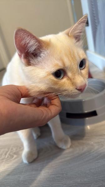 Потерялся кот