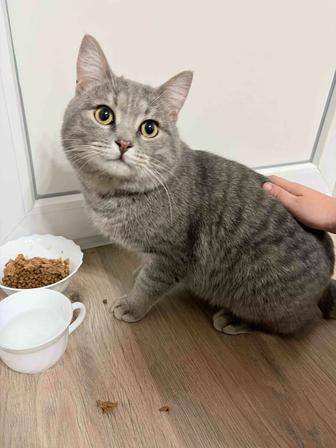 Котик ищет дом, очень ласковый, добрый. Домашний,лоток знает, кастрирован