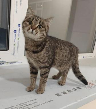 Котик ищет дом, очень ласковый, добрый. Домашний,лоток знает, кастрирован