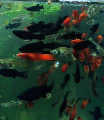 Продам аквариумных рыбок