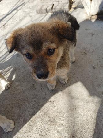 Отдам щенков в добрые руки