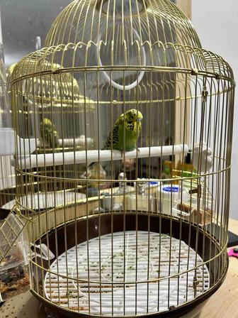 Продам попугая