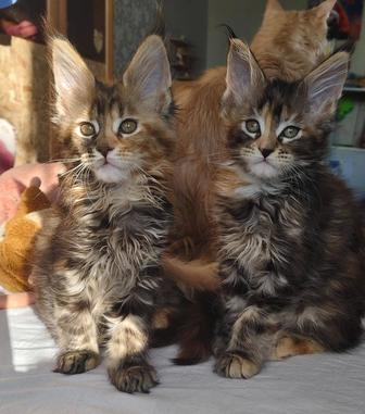 Продаются принцессы мейкунчики