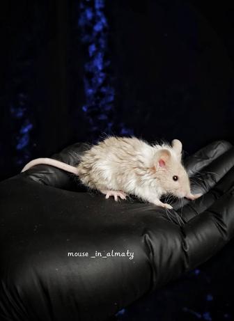 Декоративные домашние мыши