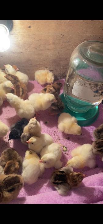 Балапандар