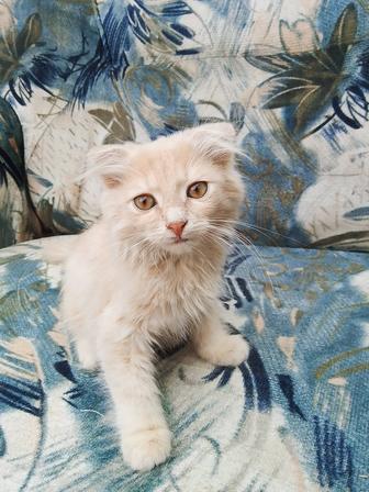Отдам даром котят