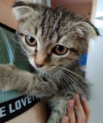 Отдам даром котят