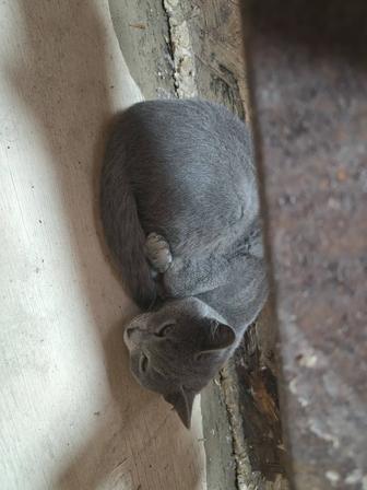 Мысык. Тауып. Алдык. Аиматова. Коше. Бойынан