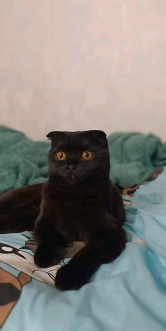 Ищем кота породы шотландский страйт