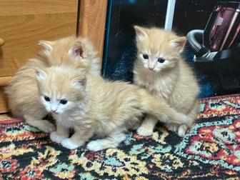 Отдадим рыжих котят