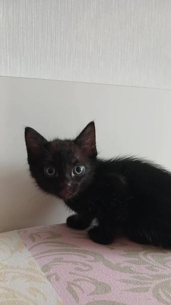 Срочно отдам котят