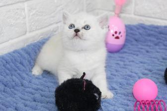 Британские котята