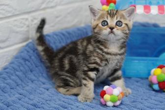 Британские котята