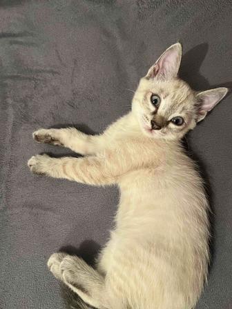 Отдам котенка