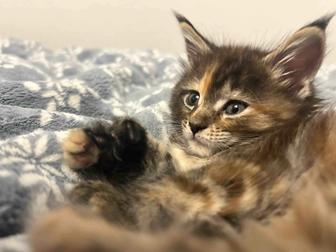 Продам котенка Мейн Кун полидакт