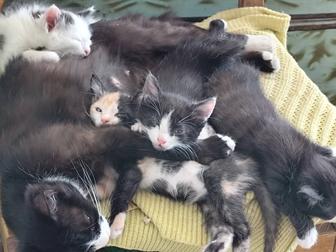 Котята