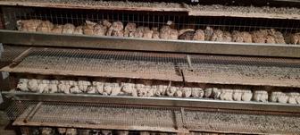 Бөденелер сатылады