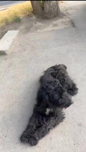 Только ответственным людям отдадим собаку
