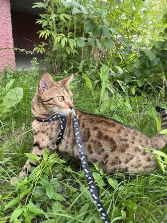 Бенгальские котята