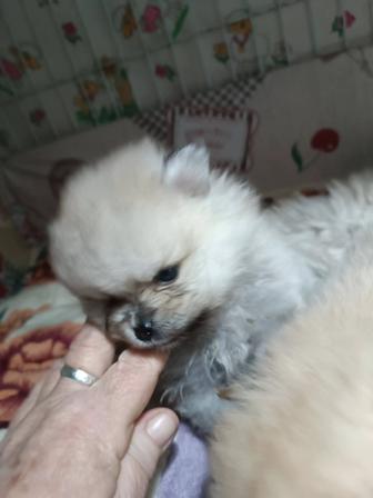 Померанский шпиц щенки с документами, клеймо, отец чемпион Казахстана прода