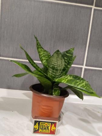 Продам цветок