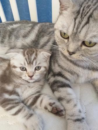 Британский котенок
