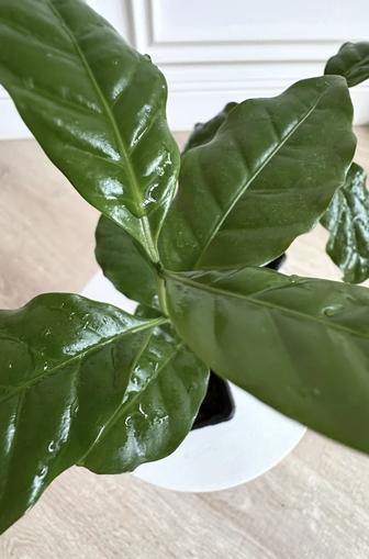 Кофейное дерево (сорт арабика)