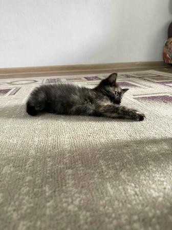 Хорошие котята в добрые руки