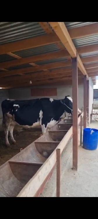 Продам коров породы голштиния