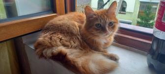 СРОЧНО Отдам кота
