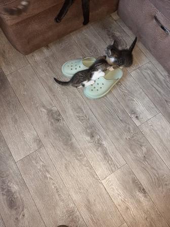 Котята