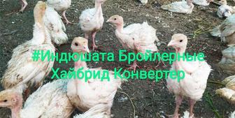 Продаю индюшат