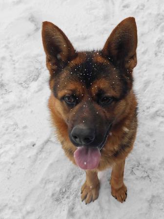 Кобель немецкой овчарки на вязку