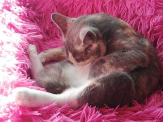 Анатолийские кошки